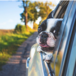 Dog Poop Pickup in New Haven Michigan