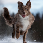 Dog Poop Pickup in New Haven Michigan